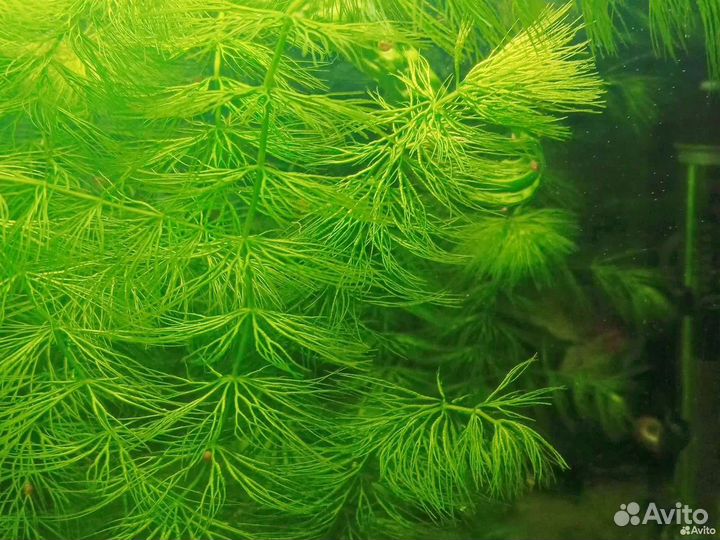 Роголистник, прополка