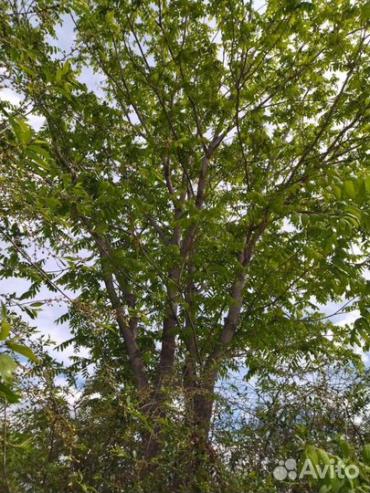 Орех маньчжурский возраст от2 до 6 лет