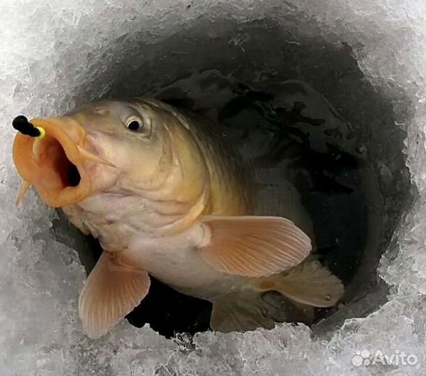 Рыбалка зимняя Карп