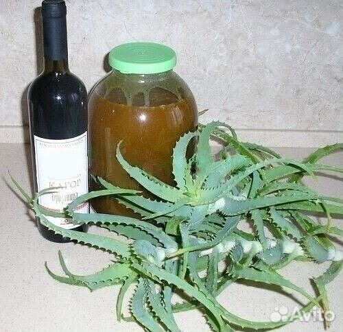 Алоэ - столетник