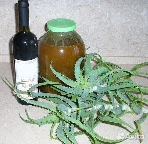 Алоэ - столетник