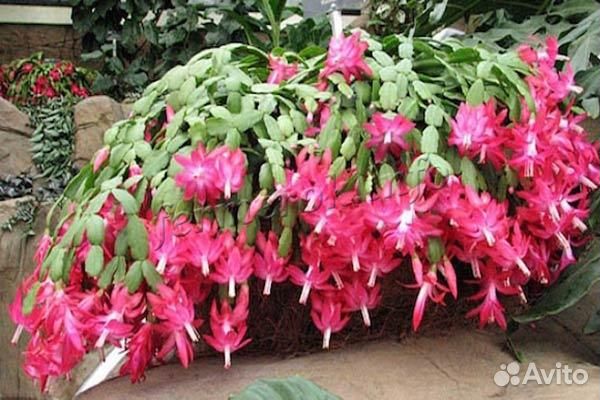 Цветок Декабрист, Ахименесы и др. Растения