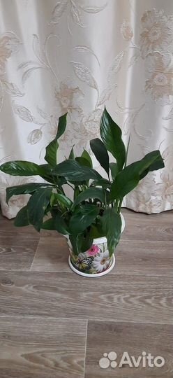 Спатифиллум мужское счастье