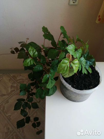 Роициссус (берёзка)