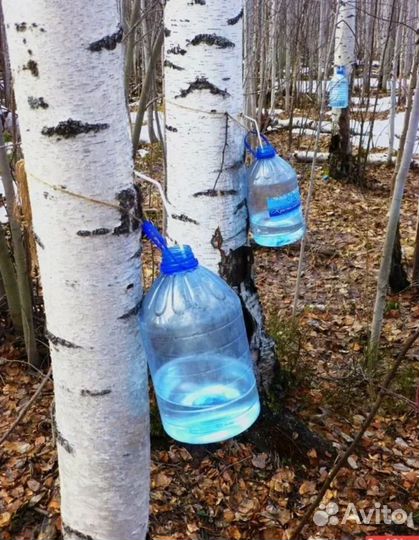 Берёзовый сок