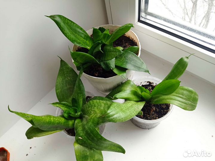 Комнатные растения разные