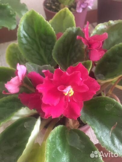 Набор укорененных листиков фиалок