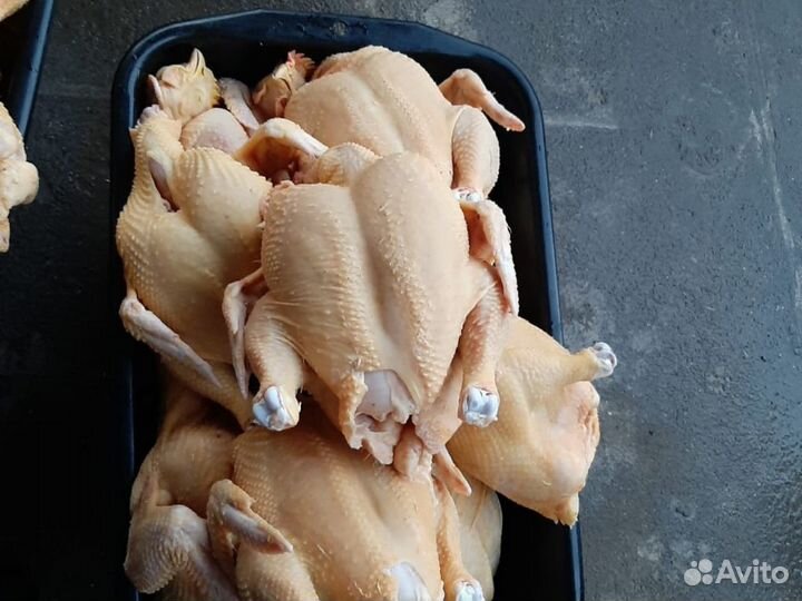 Куры фермерские