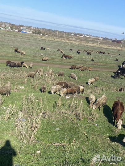 Баран овцы ягнята