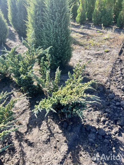 Можжевельник казацкий голубой