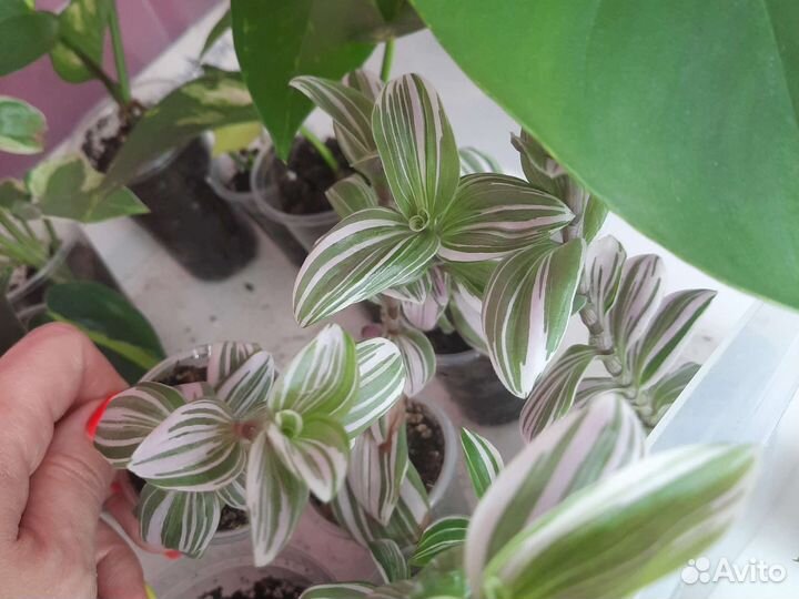 Комнатные растения