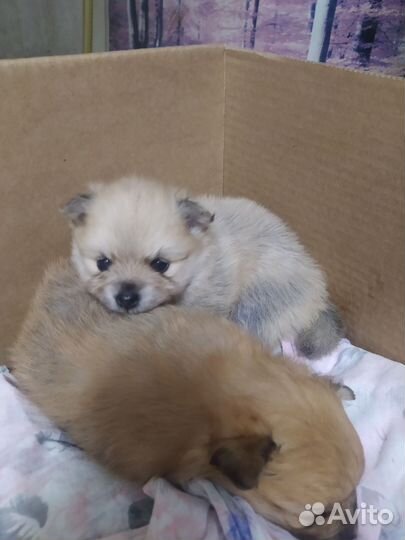 Щенки от двух прекрасных немецких мини-шпицев