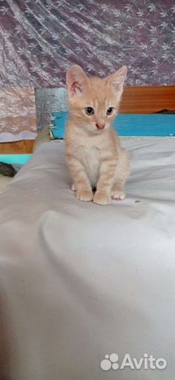 Котята четырехмесячные добрейшие