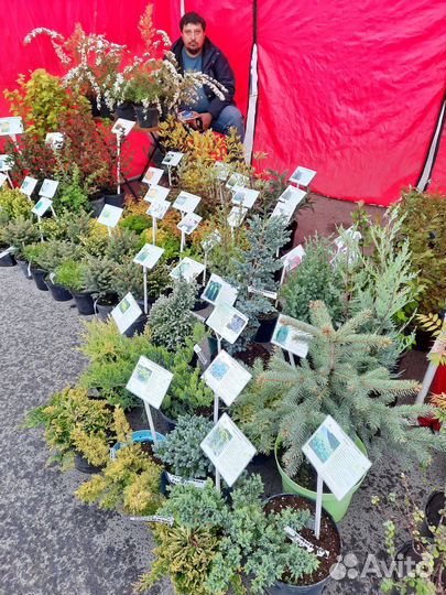 Декоративные растения для сада