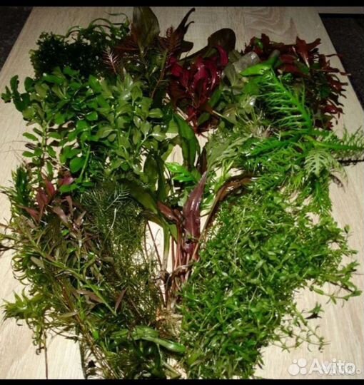 Аквариумные растения