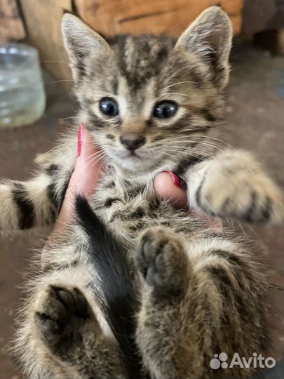 Котята бесплатно