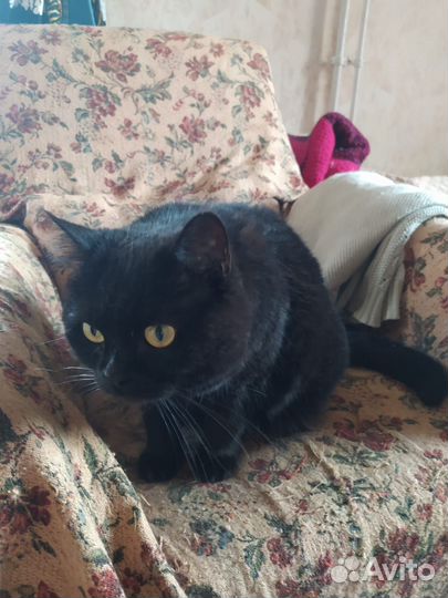 Кисонька красавица. Метис