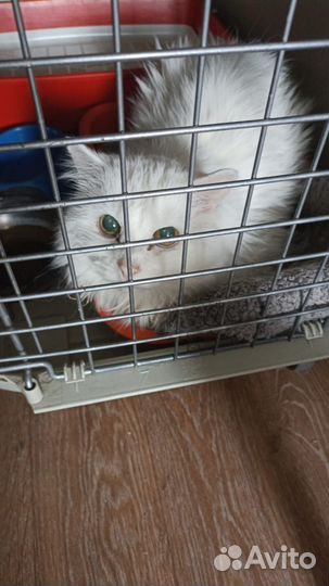 Котик найденыш