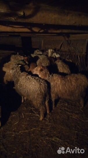 Овцы 15 голов