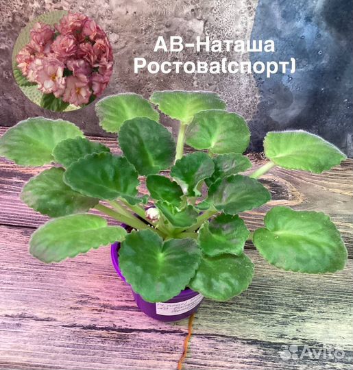 Взрослые фиалки