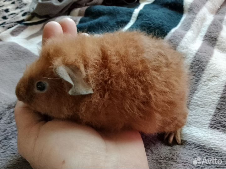 Морская свинка американский тедди