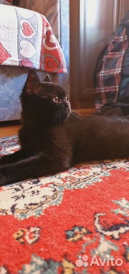 Британская короткошерстная кошка