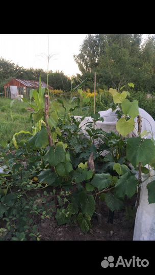 Саженцы винограда