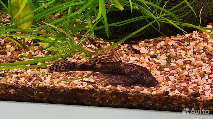 Мальки анциструса