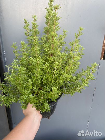 Лапчатка розовая Лавли пинк