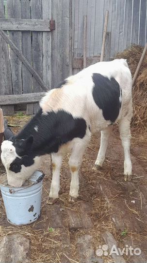 Телочка 4 месяца