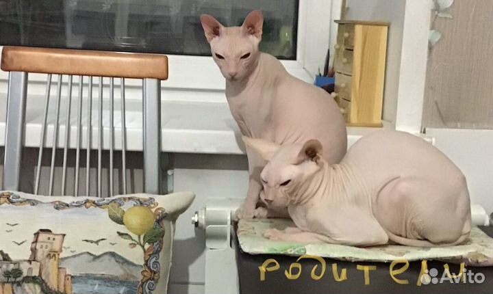 Котята Донского сфинкса