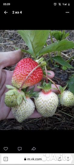 Рассада клубники