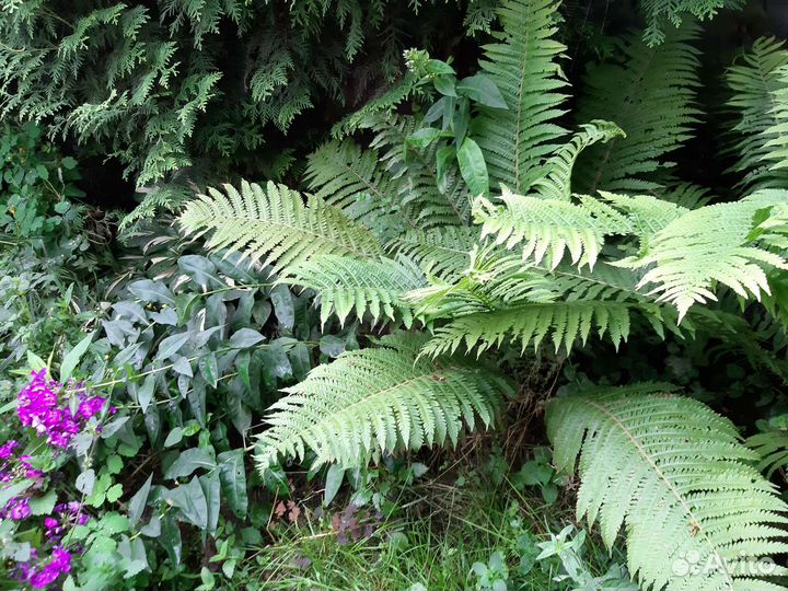 Папоротник страусник садовый