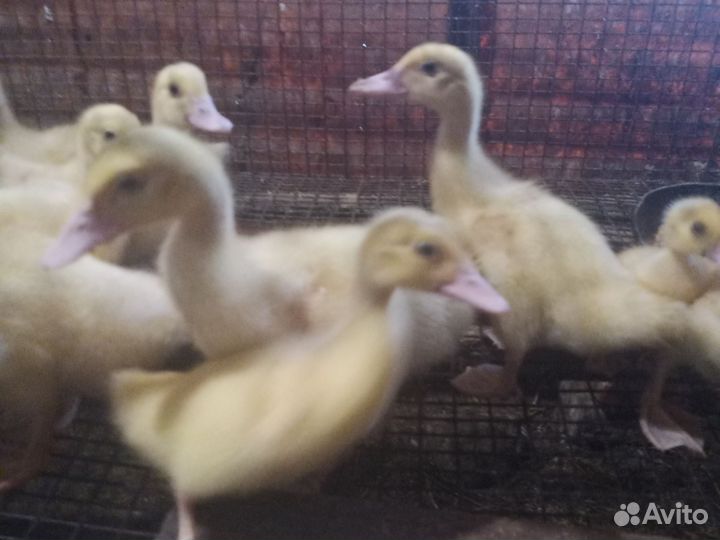 Индоутята белые 1 месяц 15 шт