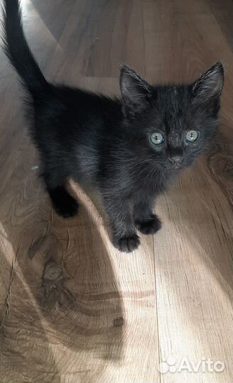 Отдам котят в хорошие руки