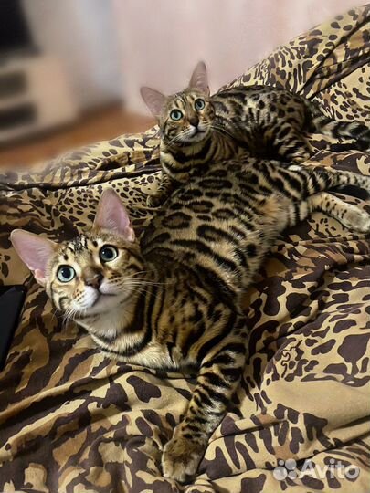 Бенгальский кот вязка