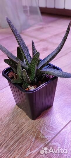 Суккуленты