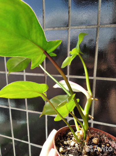 Филодендрон гитаровидный Philodendron panduriforme