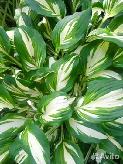 Многолетние растения