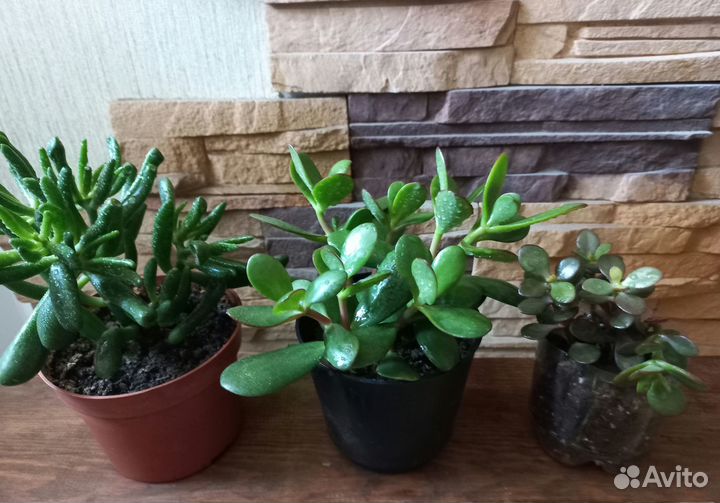 Толстянка(денежное дерево,крассула).Хатиора