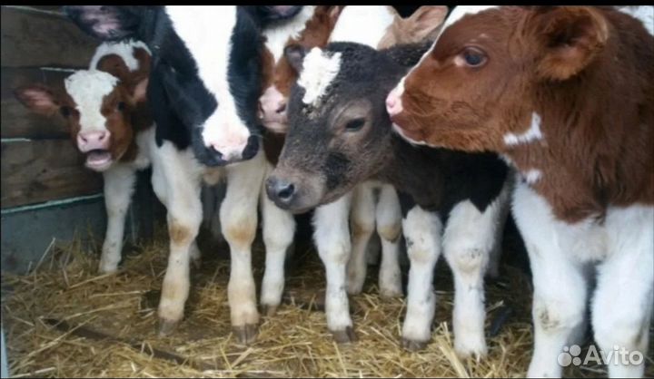 Телята мясной породы бычки