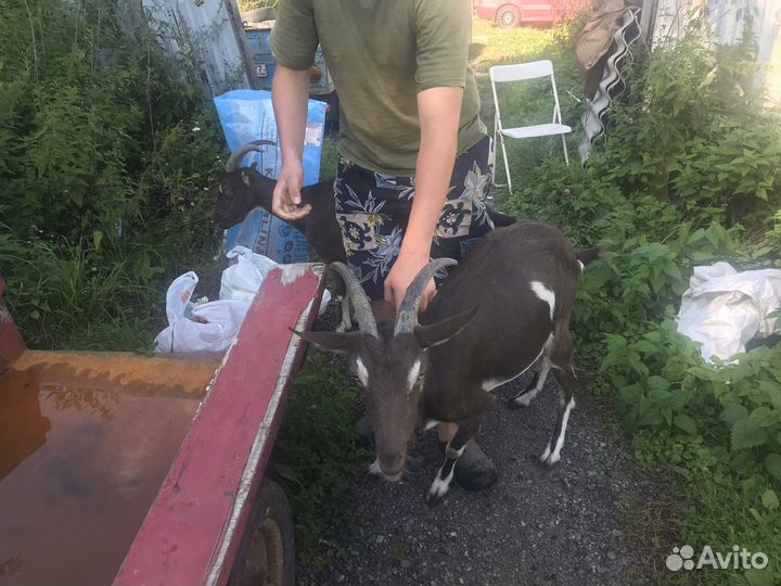 Козы ламанчи и козел