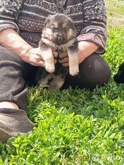 Щеночки в добрые руки