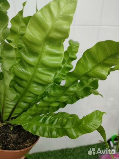 Папоротник асплениум