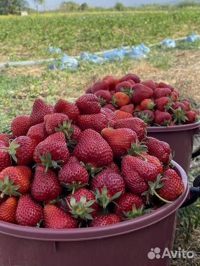 Клубника свежая и доставка
