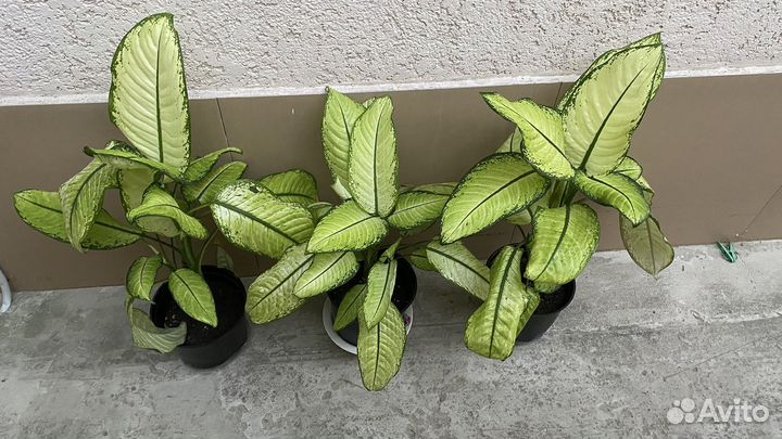 Диффенбахия