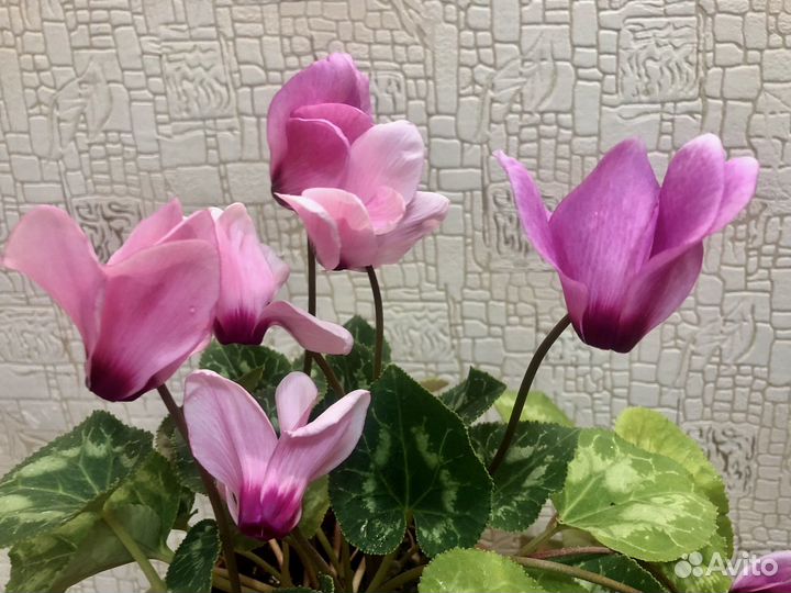 Цикламен персидский