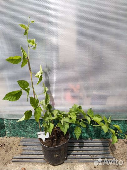 Саженцы ежевики