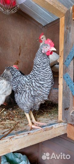 Молодые петухи