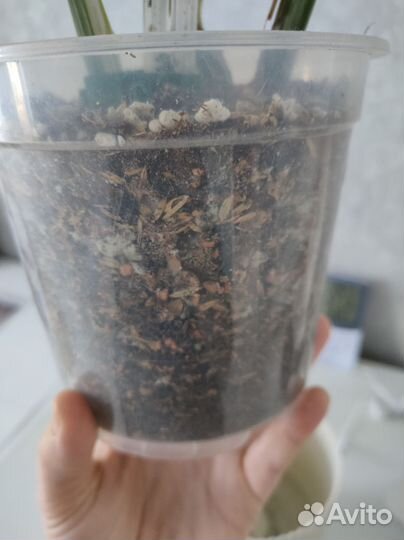 Монстера альба